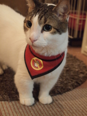 ちょこん