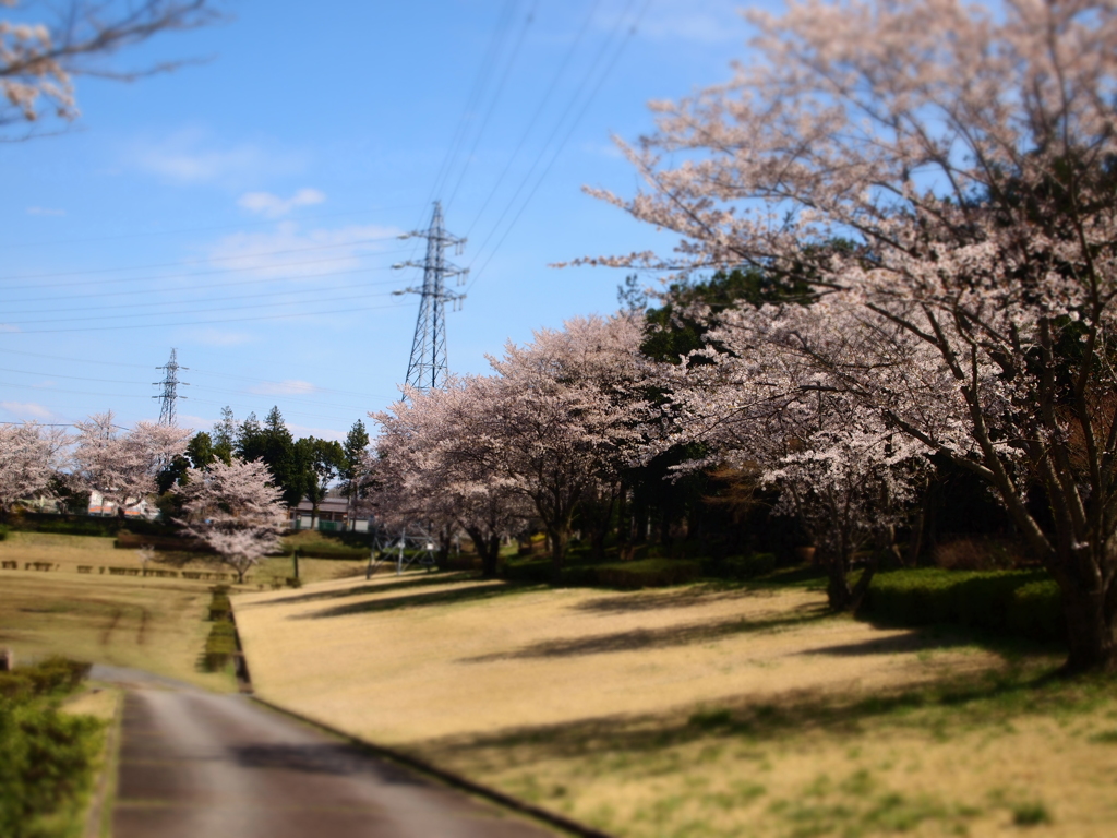 眺