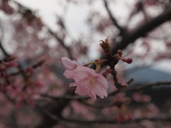 横顔