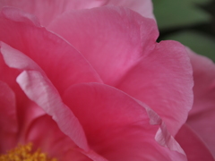 花びら