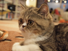 きょとん