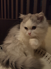 考え中