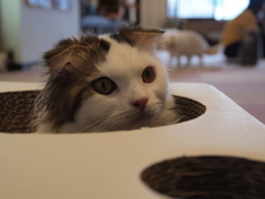 にゅっ