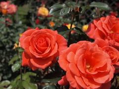 花名不明