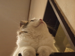 下から