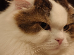瞳