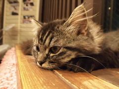 ぶぅ
