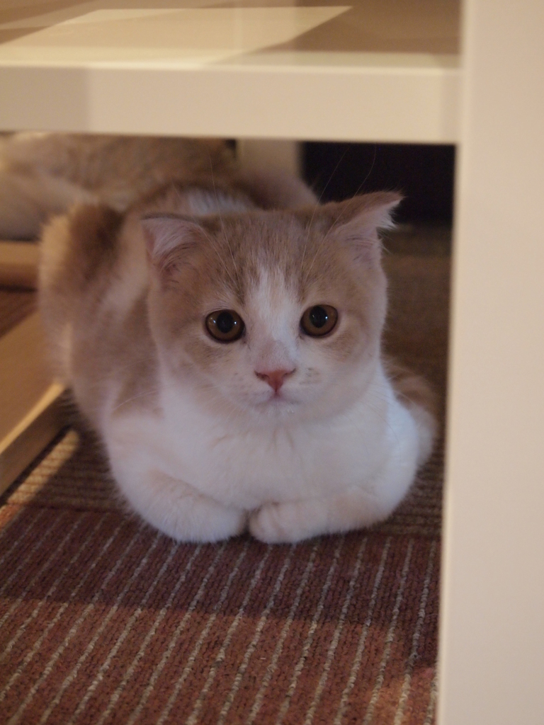 座