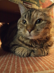 じー