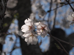 透