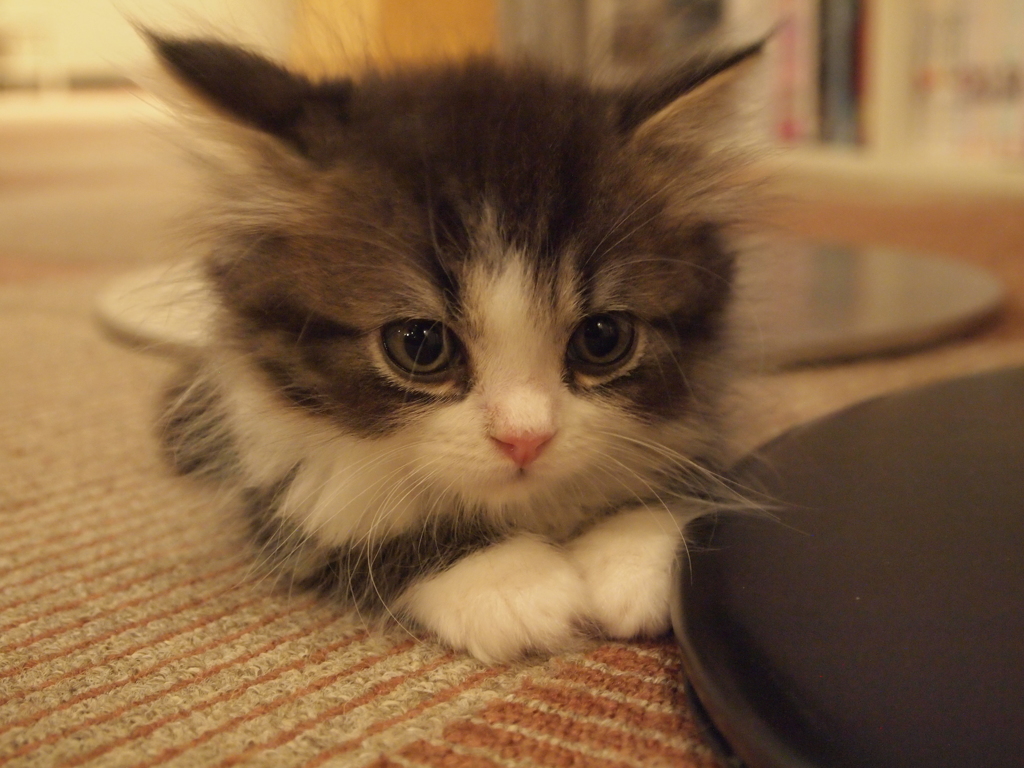 キュート