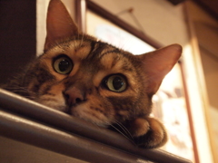 ジッ