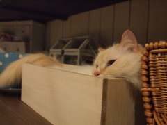 はみ猫