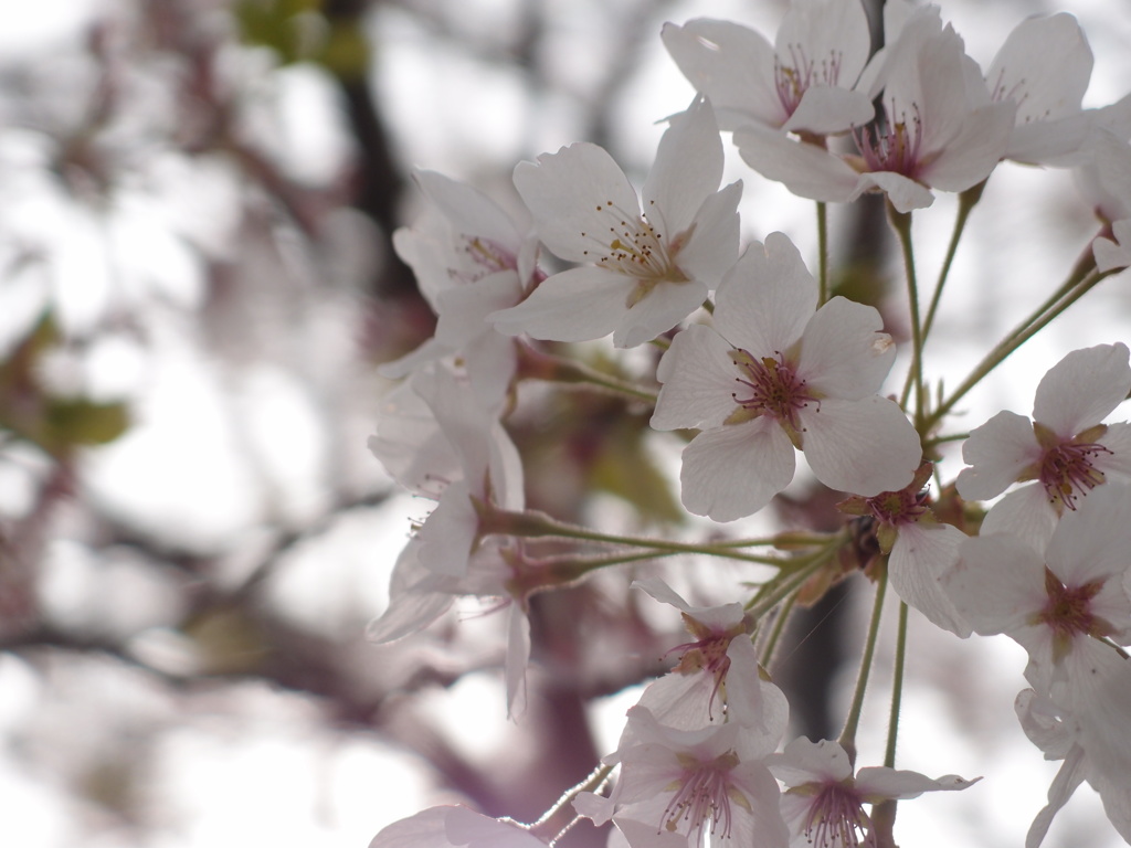 桜