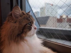 横顔