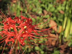 花火