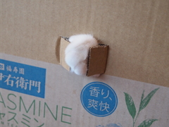 にゅっ