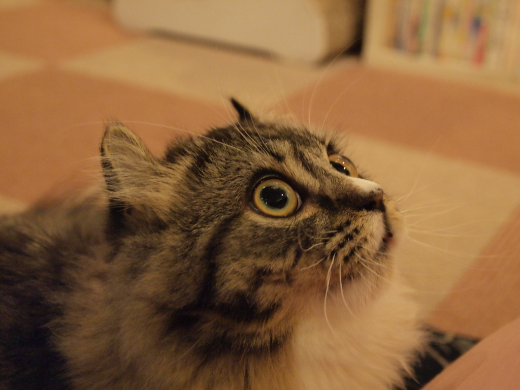 じー