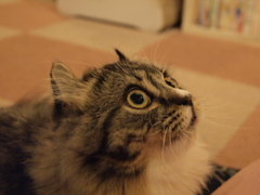 じー