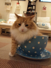 溢れカフェラテ