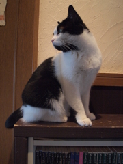 見返り美猫
