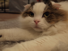 じー
