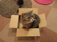 箱猫