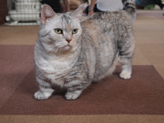 きりっ