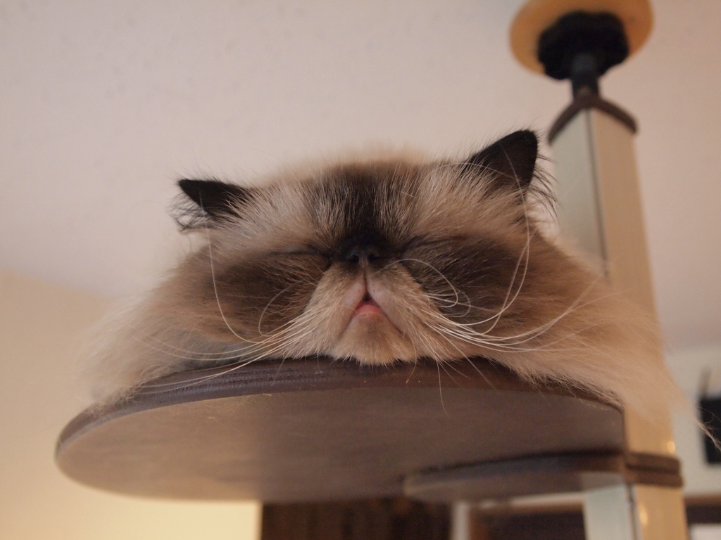 垂れ猫