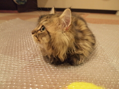 じー