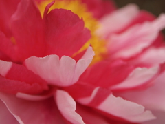 花びら
