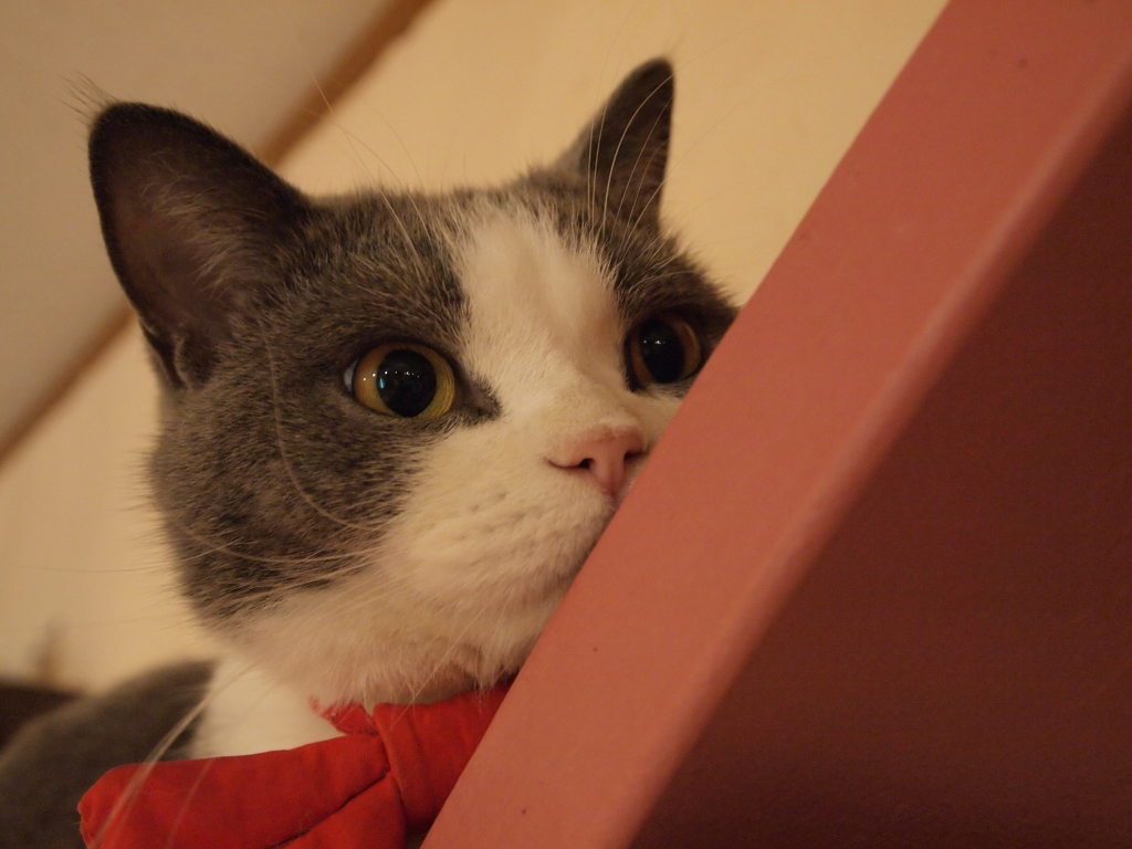 猫は見た