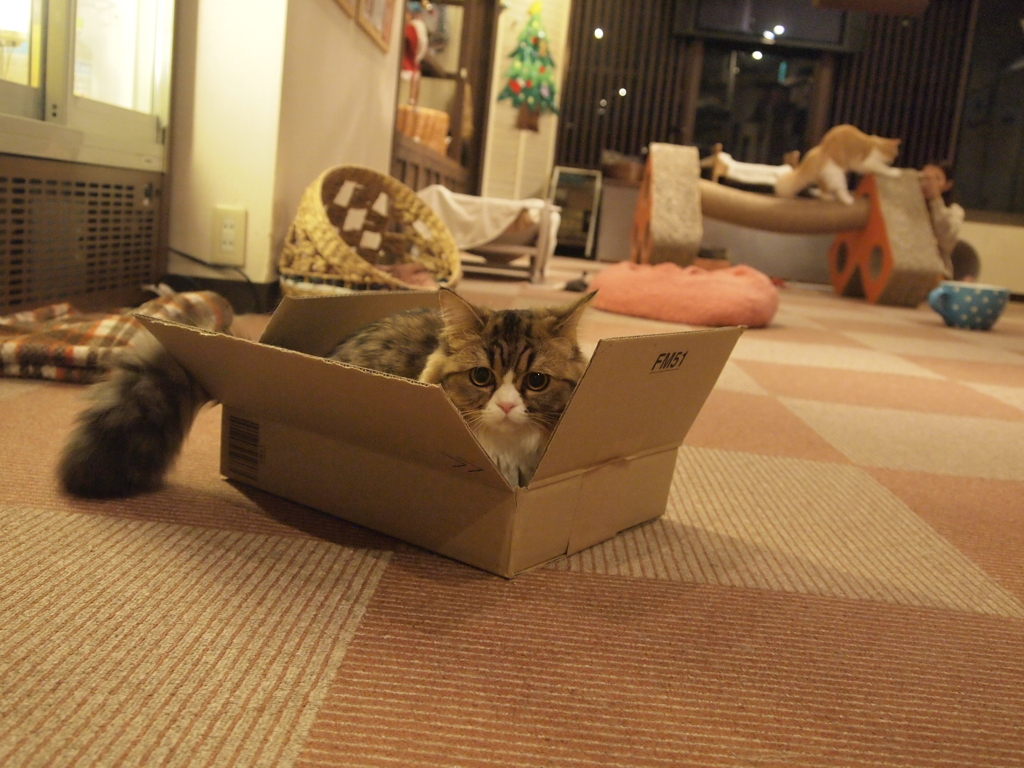 箱猫