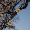 咲