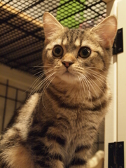じー