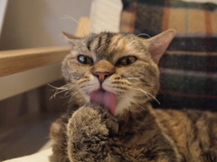 ぺろり
