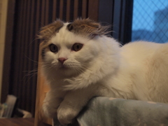 ふう