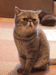 うるうる