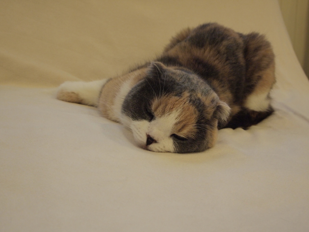 眠る栗ちゃん　-2-