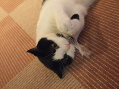 キャッチ