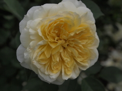 花名不明