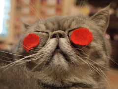 のほほん