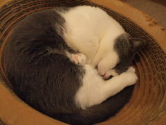 丸