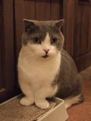 ちょこん