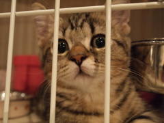 じー
