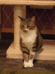 ちょこん