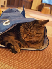 すやすや