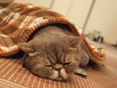 すぴー