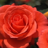 花名不明
