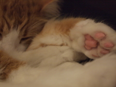 ピンク